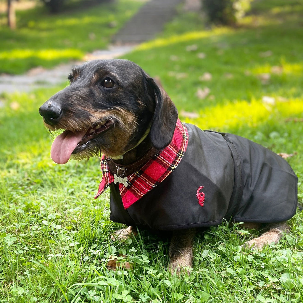 HARRINGTON PERRO ABRIGO IMPERMEABLE CON FORRO